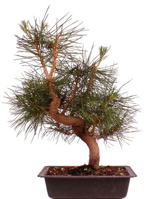 Bonsai - Pinus thunbergii - Japanische Schwarzkiefer 220/27