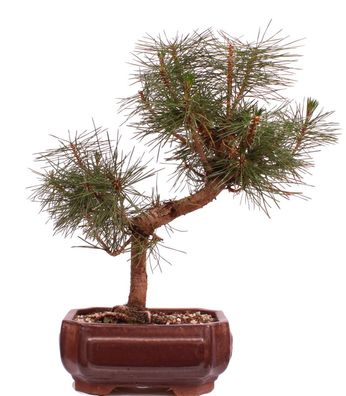Bonsai - Pinus thunbergii - Japanische Schwarzkiefer 220/31