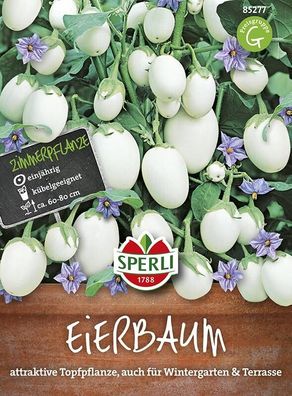 Sperli Eierbaum (Solanum melongena), essbare Zieraubergine, blüht violett,