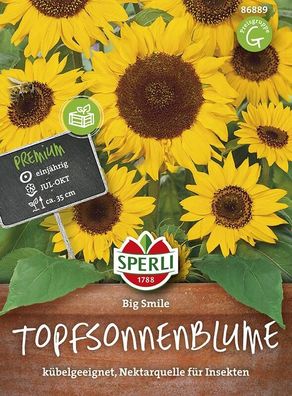 Sperli Sonnenblume Big Smile (Topfsonnenblume), schnell blühend