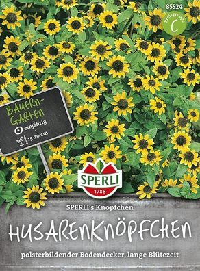 Husarenknopf Sperling´s Knöpfchen, einjähriger Sommerblüher