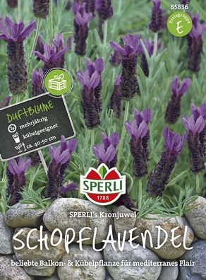 Schopflavendel Sperling´s Kronjuwel, duftender Halbstrauch