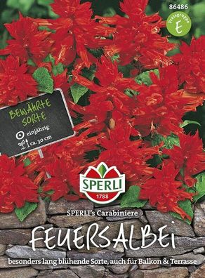 Sperli Feuersalbei Salvia splendens Carrabiniere, leuchtendes Rot