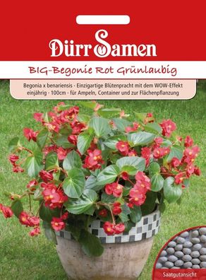 Dürr Benarys BIG-Begonie Rot Grünlaubig, leuchtendes Blütenwunder
