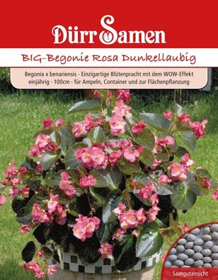 Dürr Benarys BIG-Begonie Rosa Dunkellaubig, elegante Farbkombination