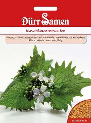 Dürr Knoblauchrauke Alliaria petiolata, mildes Aroma