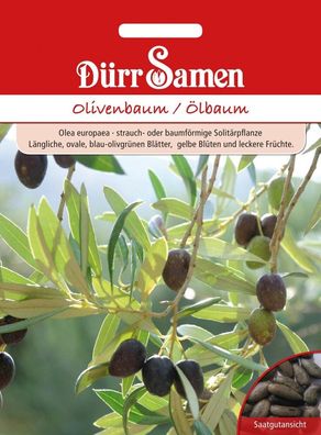 Dürr Olivenbaum Ölbaum Olea europaea, robust & langlebig
