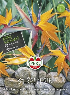 Paradiesvogelblume Strelitzia reginae Sperling`s Papagei, exotischer Blickfang