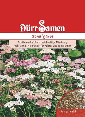 Dürr Edelgarbe & Schafgarbe Mischung, Achillea millefolium