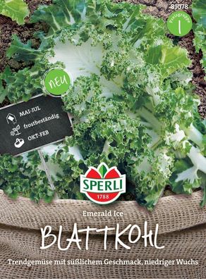 Sperli Blattkohl Emerald Ice, aufrecht wachsender Kohl mit gekräuselten