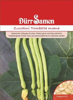 Dürr Samen Zucchini Trombetta moana, auffällige, trompetenförmige Frucht