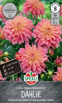 Sperli Dekorative Dahlie Garden Desire, Breit geformte Blüten - Schnittblume