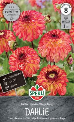Sperli Dekorative Dahlie Ding a Dong, Leuchtende, ballförmige Blüten - Ideale