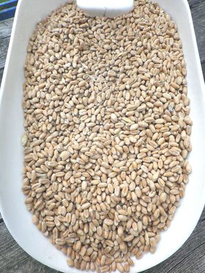 Weizen Futterweizen Einzelfuttermittel Geflügel, Schweine Rinder 2,5kg