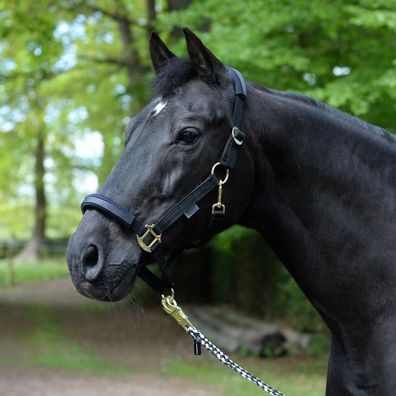 Halfter EQ Stretch