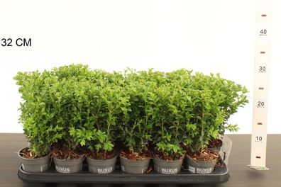 Buchsbaum 25 cm Strauch Buxus sempervirens