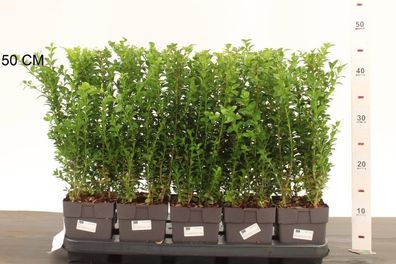 Buchsbaum 40-50cm Strauch Buxus sempervirens Heckenpflanze Winterhart