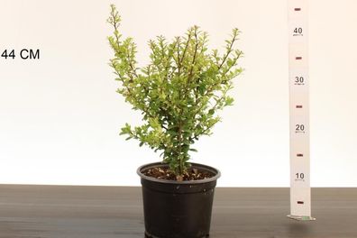 Ilex crenata 40-60cm ohne Topf gemessen Buchsbaum Ersatz %Super Sale