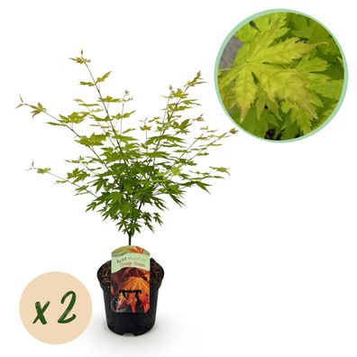 Terrassenpflanze - Japanischer Ahorn - Acer palmatum Orange Dream - Orange - 2 Pfl