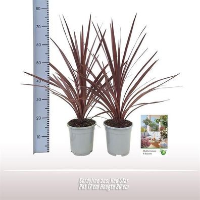 Cordyline australis â€?Red Starâ€? â€? Keulenlilie â€? Zierpflanze â€? 80â€¯cm hoch â