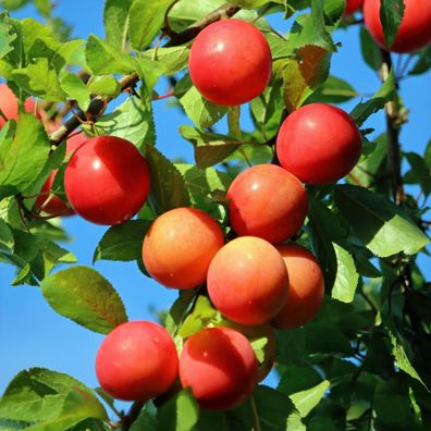 Pflaumenbaum - Prunus domestica Victoria - Obstpflanze - Rote Pflaume - Topf 21cm Höh