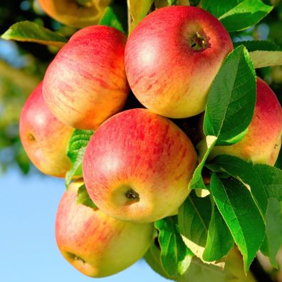 Apfelbaum - Malus domestica Jonagold - Gelbgréner Apfel - Obstpflanze - Topf 21cm Höh