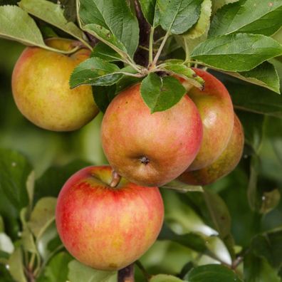 Apfelbaum - Malus domestica Elstar - Roter gréner Apfel - Obstpflanze - Topf 21cm Höh