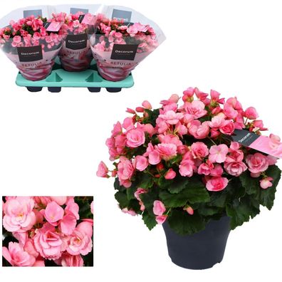 Freiland-Begonie - Begonia Betulia ''candy'' Roze Decorum - ß19cm - â??35cm