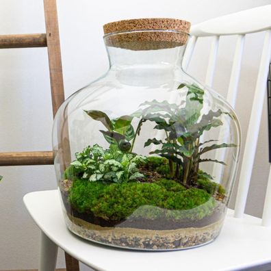 Flaschengarten - DIY Bausatz - Terrarium - Fat Joe - â?? 30 cm