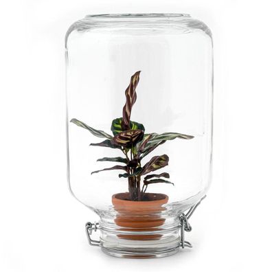 Flaschengarten - Easyplant - Terrarium - Calathea makoyana