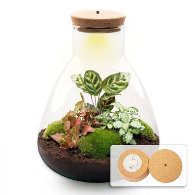 Flaschengarten - DIY Bausatz - Terrarium - Sam Calathea mit LED - â??30cm
