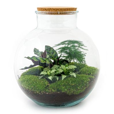 Flaschengarten - DIY Bausatz - Terrarium - Bolder Bob - â??30cm
