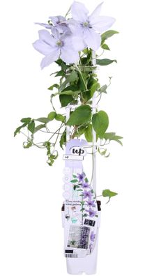 Waldrebe - Clematis Bernadine - Clematis Evison Flieder