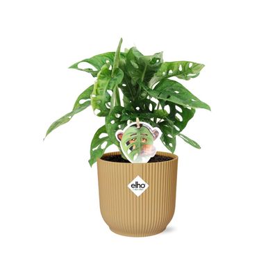 Fensterblatt - Monstera â€?Monkey Leafâ€? in ELHO Vibes Fold 14cm Gelb - Zimmerpflanz