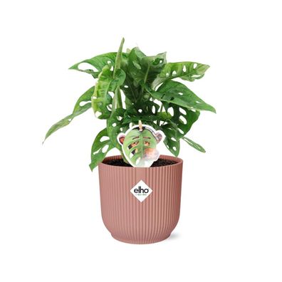 Fensterblatt - Monstera â€?Monkey Leafâ€? in Topf Vibes Fold 14cm Rose - Zimmerpflanz