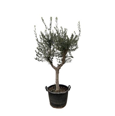 Olivenbaum - Olea Europaea Cultivo - 220cm - ß40cm