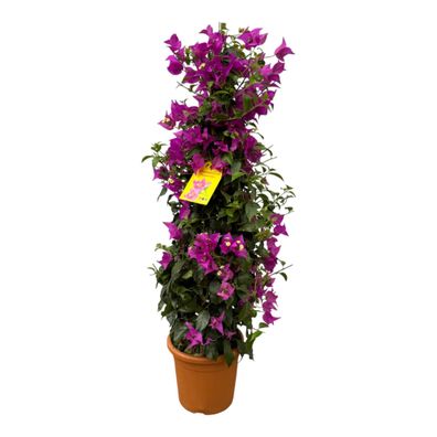 Drillingsblume - Bougainvillea Pyramide - 90 cm - ß21cm