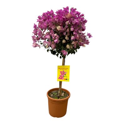 Drillingsblume - Bougainvillea - 110 cm - ß21cm