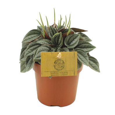 Sukkulente - Peperomia Napoli Nights - Zimmerpflanze - ß10,5cm - â??15cm