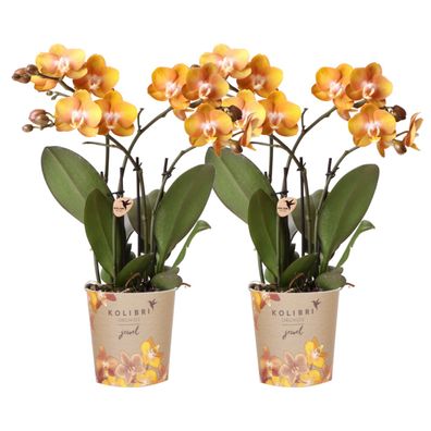Phalaenopsis-Orchidee - Las Vegas - Topfgröße ß12cm - Zimmerpflanze - 2 Stéck