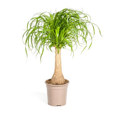 Elefantenfuß - Beaucarnea Recurvata - Zimmerpflanze - ß21cm - â??60 - 80cm