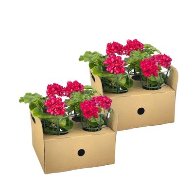 Geranie - Pelargonium peltatum Mexican Ruby - ß12 cm - â??20 cm - 8 Stéck