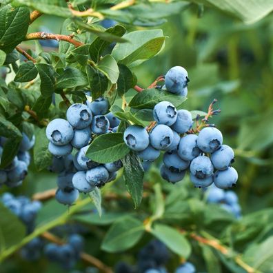 Heidelbeere - Vaccinium corymbosum Goldtraube - Blaubeere - Obstpflanze - Dornenlos