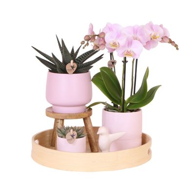Sukkulente mit Rosa Phalaenopsis Orchidee in Simplicity Dekorative Töpfe Rosa auf Bam