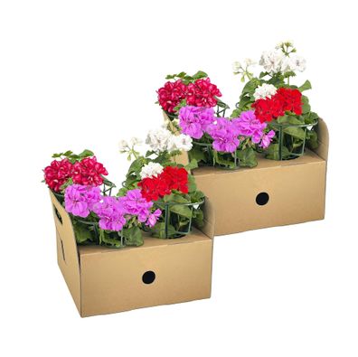Geranie - Pelargonium peltatum Mix - ß12 cm - â??20 cm