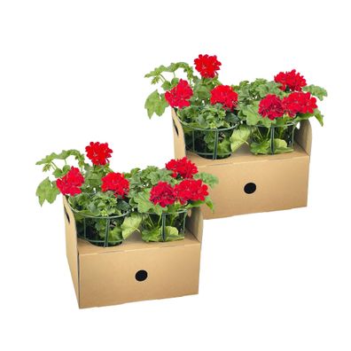 Geranie - Pelargonium peltatum Rot - Zimmerpflanze - ß12 cm - â??20 cm
