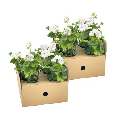 Hänge-Geranie - Pelargonium peltatum Weiß - ß12 cm - â??20 cm - 8 Pflanzen