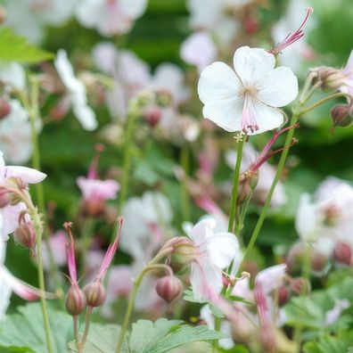 Storchschnäbel - Geranium - Geranie - 6 Pflanzen