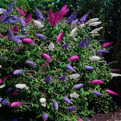 Schmetterlingsstrauch - Buddleja davidii Tricolour - Bléten Rosa, Weiß und Lila - 3 P
