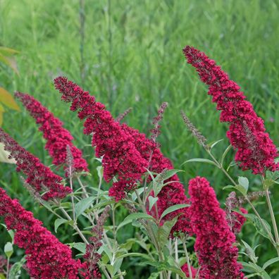 Schmetterlingsstrauch - Buddleja davidii Royal Red - Blume Rot - Laubabwerfend - Schm
